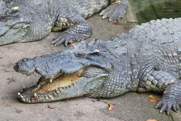 Fototapeta premium Big crocodile on farm outdoors