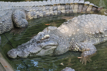 Big crocodile on farm outdoors