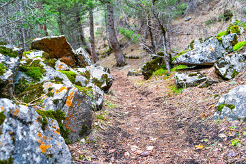 A forest trail surrounded by moss-covered rocks and trees, creating a serene and natural path. Vibrant green moss contrasts with earthy tones, showcasing untouched wilderness and tranquility.

