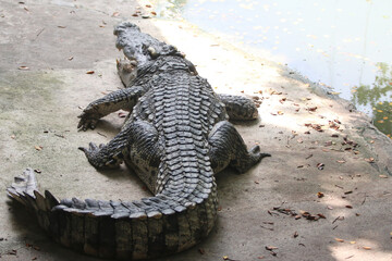 Big crocodile on farm outdoors