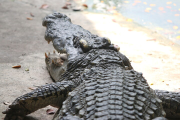Big crocodile on farm outdoors