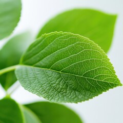 Obraz premium close-up of a green leaf showcasing intricate vein patterns