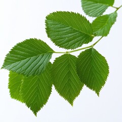 close-up of vibrant green leaves on a branch