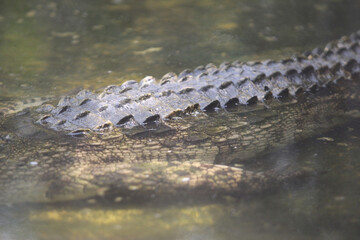 Big crocodile on farm outdoors