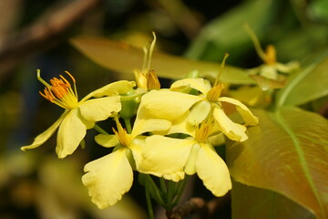 yellow flower in the garden, plant in the garden, flowers, yellow flowers, yellow flowers in the sunlight