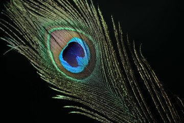 Obraz premium Beautiful peacock feather on dark background, closeup