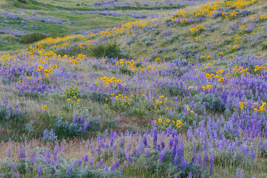 USA, Washington State, Columbia Hills State Park along the Columbia river springtime with fields of blooming balsamroot and lupine