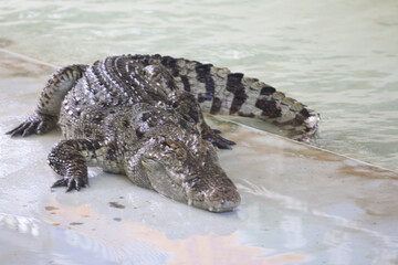 Big crocodile on farm outdoors