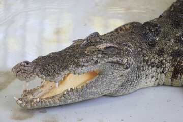 Big crocodile on farm outdoors
