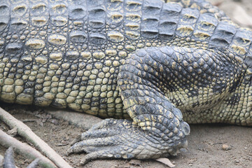 Leg of big crocodile on farm outdoors