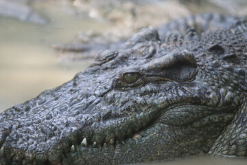 Big crocodile on farm outdoors