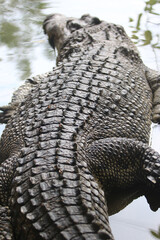 Obraz premium Big crocodile on farm outdoors