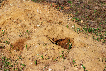 Exploration drilling for sand deposits, hole in the field