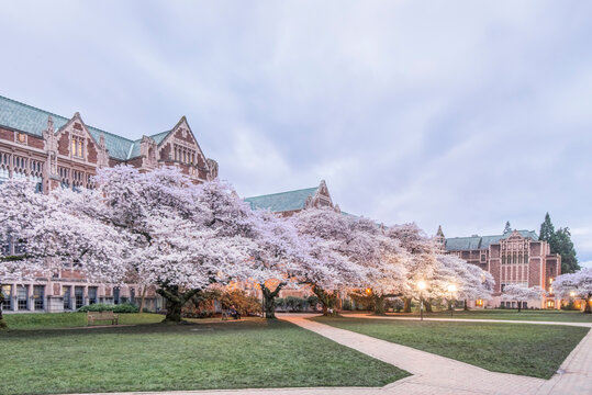 USA, Washington State, Seattle. University of Washington Quad at dawn. (Editorial Use Only)