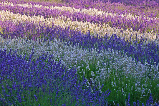 USA, Sequim, Washington State, field of Lavender