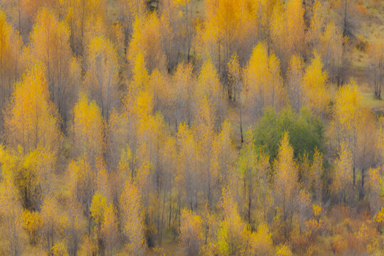 USA, Wyoming. Buffalo Valley Road and Buffalo Fork River with Autumn Colors on cottonwood trees
