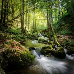 Obraz premium 小川の流れる森の奥