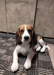 beagle dog sitting on the floor