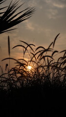 sunset, grass, sun, nature, sky, 