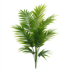 lush kentia palm with graceful arching fronds, perfect for home decor. This vibrant plant adds touch of nature and elegance to any space, enhancing atmosphere beautifully