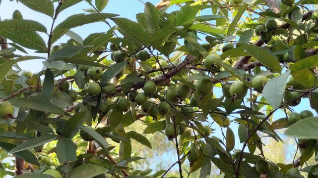 Closeup of native guava or Psidium guajava tree with young fruits 