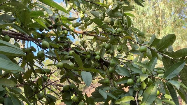 Closeup of native guava or Psidium guajava tree with young fruits 