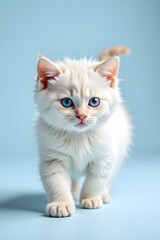 Cute Ragdoll Kitten