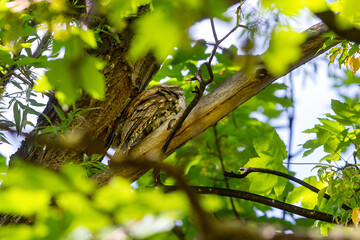 Tawny Frogmouth bird perched high on a tree branch