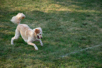 Golden doodle playing
