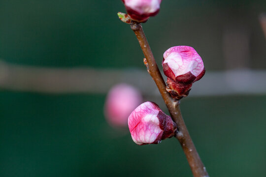 Spring Buds Awakening