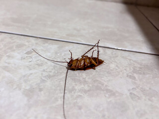 Cockroach died on the floor