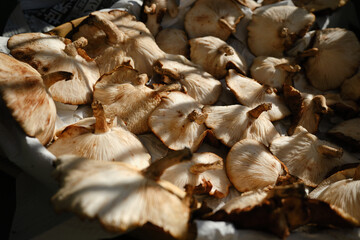 天日干しをする椎茸