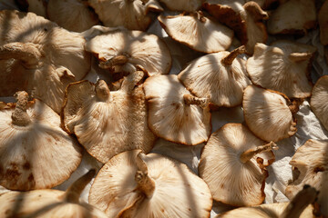 乾燥させる椎茸の天日干し