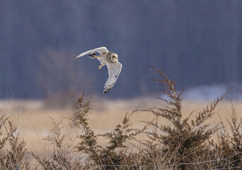 Short Eared Owl In Flight Carrying Vole
