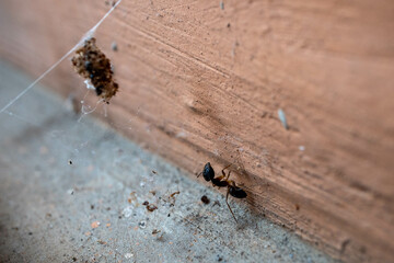 Insect trapped in spider web