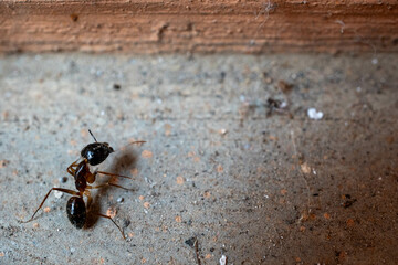 Ants help biting green leaf to build nest - animal behavior.