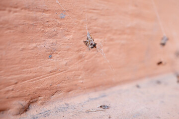 Insect trapped in spider web
