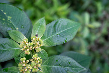 Top view of natural green leaf for nature background