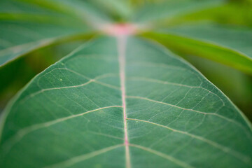 Top view of natural green leaf for nature background