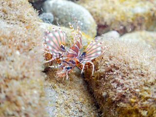 広げた羽根が美しいキリンミノ（フサカサゴ科）の幼魚。
英名学名：Zebra turkeyfish (Dendrochirus zebra) 
静岡県伊豆半島賀茂郡南伊豆町中木ヒリゾ浜2024年
