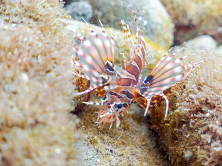広げた羽根が美しいキリンミノ（フサカサゴ科）の幼魚。
英名学名：Zebra turkeyfish (Dendrochirus zebra) 
静岡県伊豆半島賀茂郡南伊豆町中木ヒリゾ浜2024年
