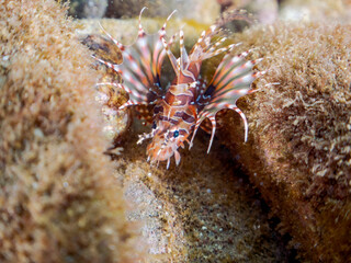 広げた羽根が美しいキリンミノ（フサカサゴ科）の幼魚。
英名学名：Zebra turkeyfish (Dendrochirus zebra) 
静岡県伊豆半島賀茂郡南伊豆町中木ヒリゾ浜2024年
