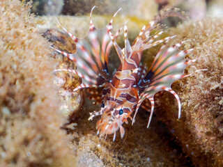 広げた羽根が美しいキリンミノ（フサカサゴ科）の幼魚。
英名学名：Zebra turkeyfish (Dendrochirus zebra) 
静岡県伊豆半島賀茂郡南伊豆町中木ヒリゾ浜2024年
