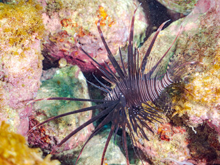 美しいハナミノカサゴ（ミノカサゴ亜科）の幼魚。
黒変種。
英名学名：Red Lionfish (Pterois volitans)
静岡県伊豆半島賀茂郡南伊豆町中木ヒリゾ浜2024年
