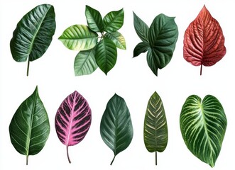 Obraz premium A collection of ten tropical leaves isolated on a white background.