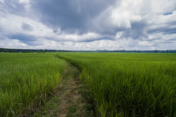 Green rice fields filled paddy fields showing nearly mature rice, with blue skies