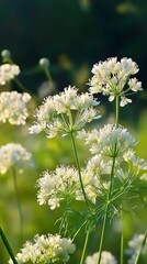  fennel flowers with green nature background