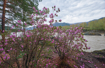 Rhododendron dauricum bushes with flowers near altai river Katun in the morning light