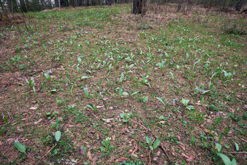 Spring forest glade with flowers of Siberian fawn lily or Erythronium sibiricum.