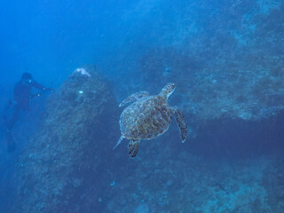 Fototapeta premium ゆったり泳ぐ美しく大きなアオウミガメ（ウミガメ科）。撮影するスキンダイバーもいる。英名学名：green sea turtle (Chelonia mydas) 静岡県伊豆半島賀茂郡南伊豆町中木ヒリゾ浜2024年 